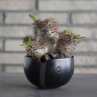 Pachypodium 恵比寿大黒×makayense × N/OH (4号)   no.607-32