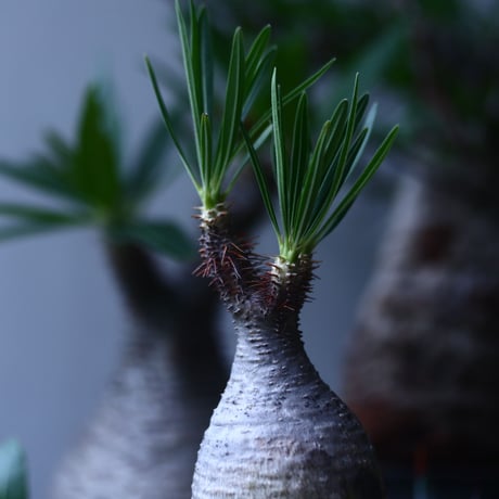 パキポディウム グラキリス   Pachypodium rosulatum var. gracilius no.61422