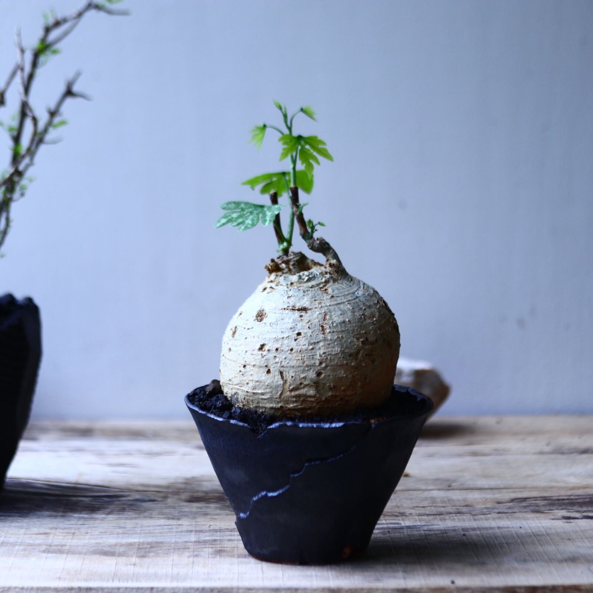 アデニア メタモルファ GC アデニア メタモルファ GC