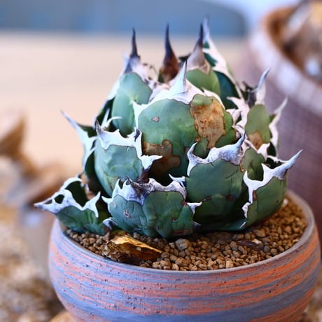 N/OH × Agave titanota 姫厳竜　no.41464