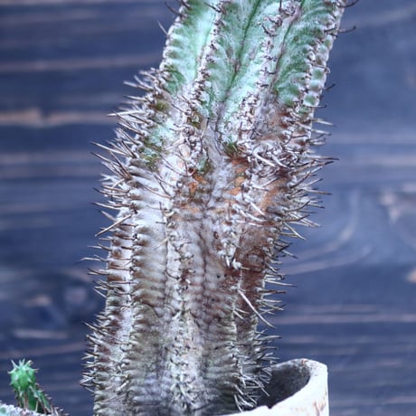 ユーフォルビア  ホリダ     Euphorbia  horrida     no.30730
