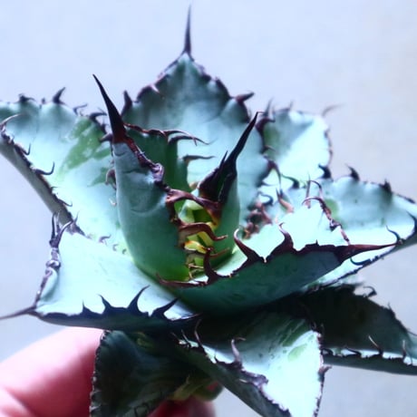 アガベ チタノタ　ブラック＆ブルー Agave titanota black&bule   no.20905