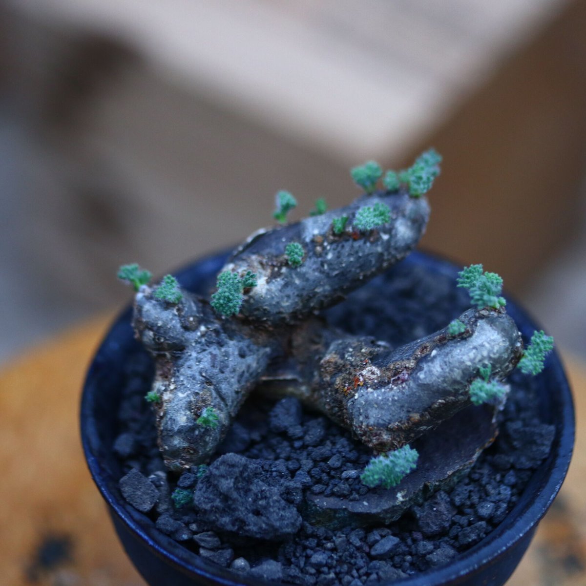 サルコカウロン ムルチフィズム／Sarcocaulon multifidum no.92