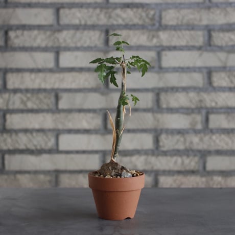 Bursera fagaroides × YAMABACHI (3号)  no.621/27