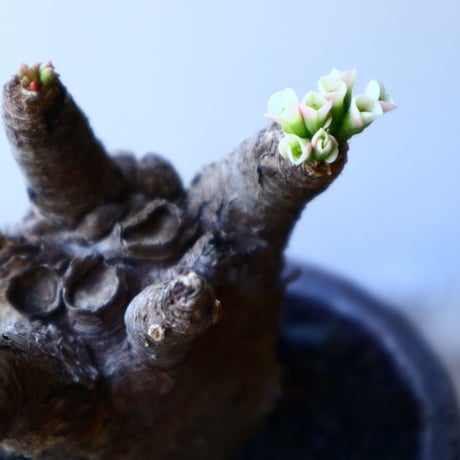 ユーフォルビア    イトレメンシス    Euphorbia itremensi  no.52619