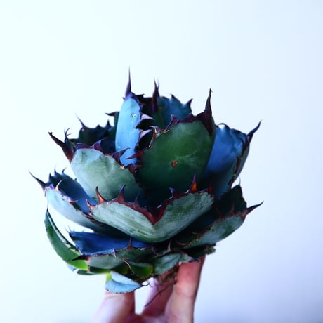 アガベ チタノタ　ブラック＆ブルー Agave titanota black&bule   no.41204