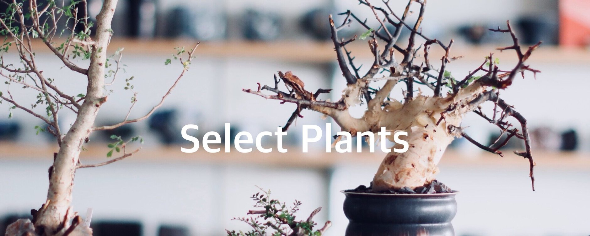 Ｊ15 京鞍馬模造鉢　変わり樹形鉢 ２７×27センチ　貴重な鉢 J15 京鞍馬模造鉢 変わり樹形鉢 27×27センチ 貴重な鉢