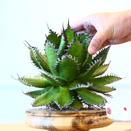 Agave horrida / Style of Chika   no.1015/14