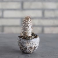 Pachypodiu makayense × takero pot (2.5号)  no.621/61