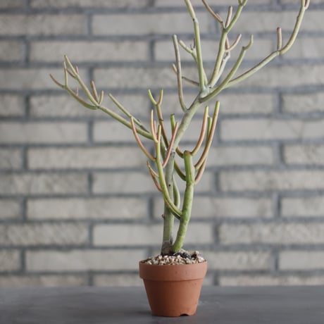 Euphorbia tirucalli 'Sticks on Fire (スティックオンファイアー)/ T.W. × YAMABACHI (3号) no.329/45