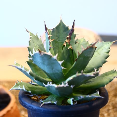 Agave titanota Sierra Mixteca　no.32454