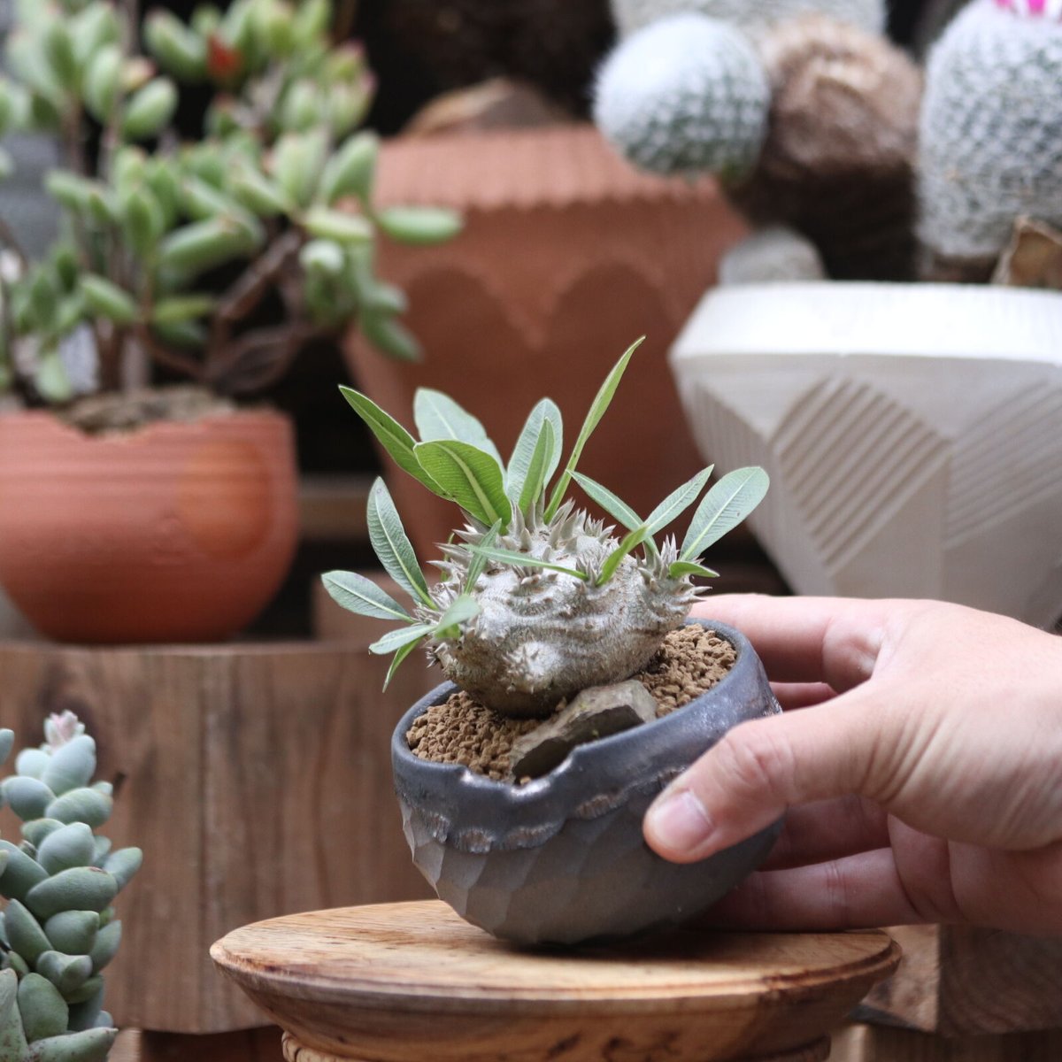 パキポディウム 恵比寿大黒/Pachypodium Densicaule no.11 パキポディウム 恵比寿大黒/Pachypodium Densicaule no.11