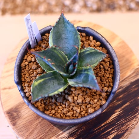Agave parrasana〝Fire ball” × N/OH   no.10780