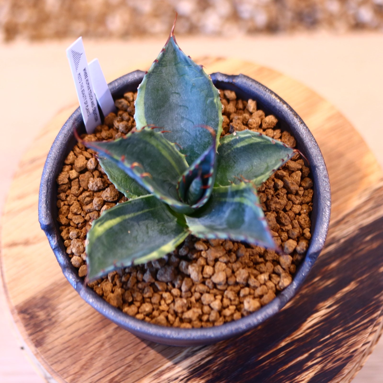 Agave parrasana〝Fire ball” × N/OH no.10780 |