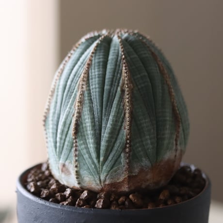 Euphorbia obesa × YAMABACHI var. Atsushi Funakushi  no.905-24