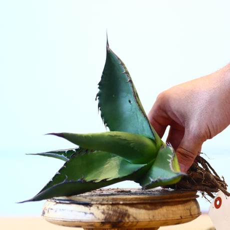 Agave ferox ×Sharkskin / Style of Chika   no.1015/94