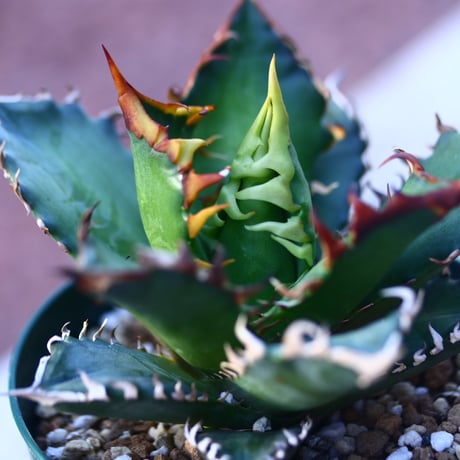 アガベ  レッドキャットウィールズ  Agave titanota"Red Catweezle”    no.21420