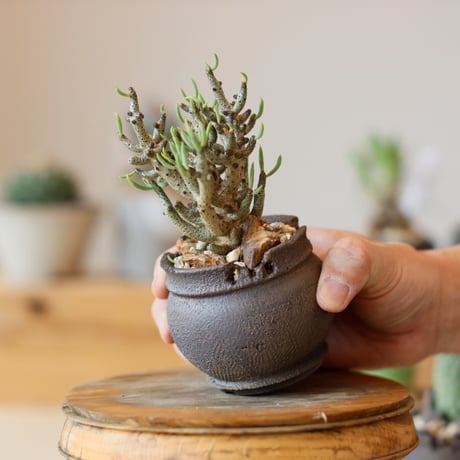 Tylecodon buchholzianus × takero pot (2.5号)  no.111/23