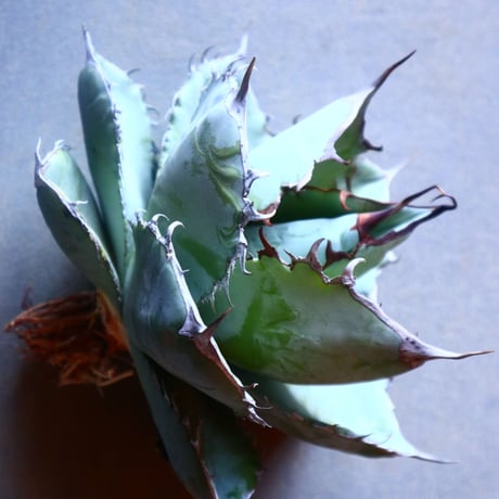 アガベ ホワイトアイス   Agave titanota white ice   no.20911