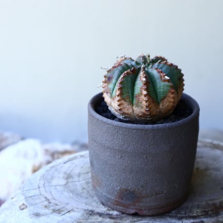 ユーフォルビア  バリダ  hyb   Euphorbia valida  hyb   no.60202