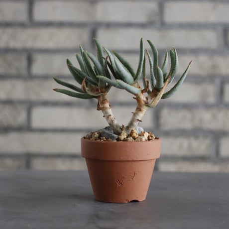 Aloe ramosissima × YAMBACHI (3号)  no.607/28