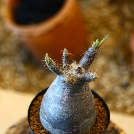 Pachypodium gracilius   no.32422