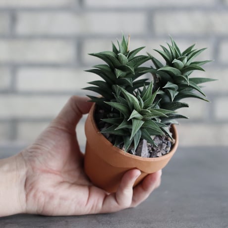 Haworthia 銀沙城錦 × YAMABACHI (3号)  no.614/8