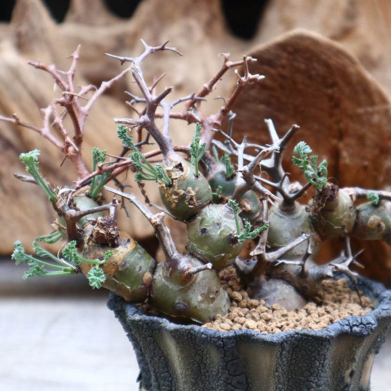 ペラルゴニウム クリズミフォリウム / Pelargonium crithmifolium