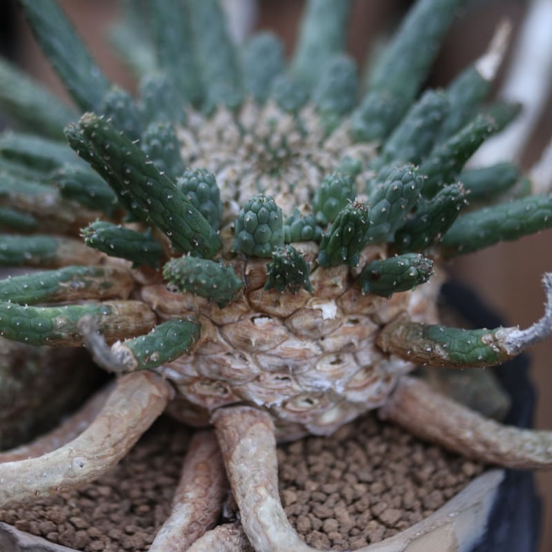 ユーフォルビア エスクレンタ／Euphorbia esculenta no.12226