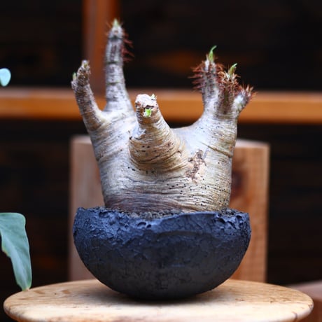 パキポディウム  グラキリス／Pachypodium  gracilius    no.30635