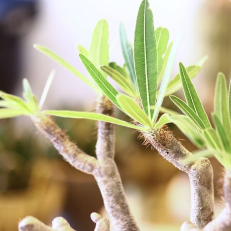 パキポディウム  グラキリス / Pachypodium  gracilius   no.52107