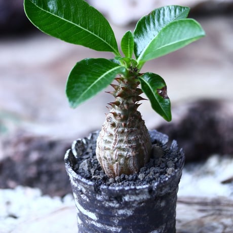 パキポディウム  ウィンゾリー   Pachypodium baronii var. windsori    no.015