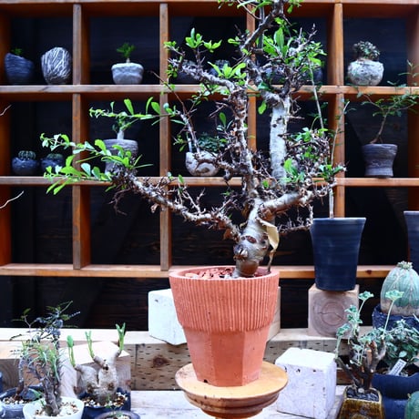 コミフォラ クア ／Commiphora kua    no.72548
