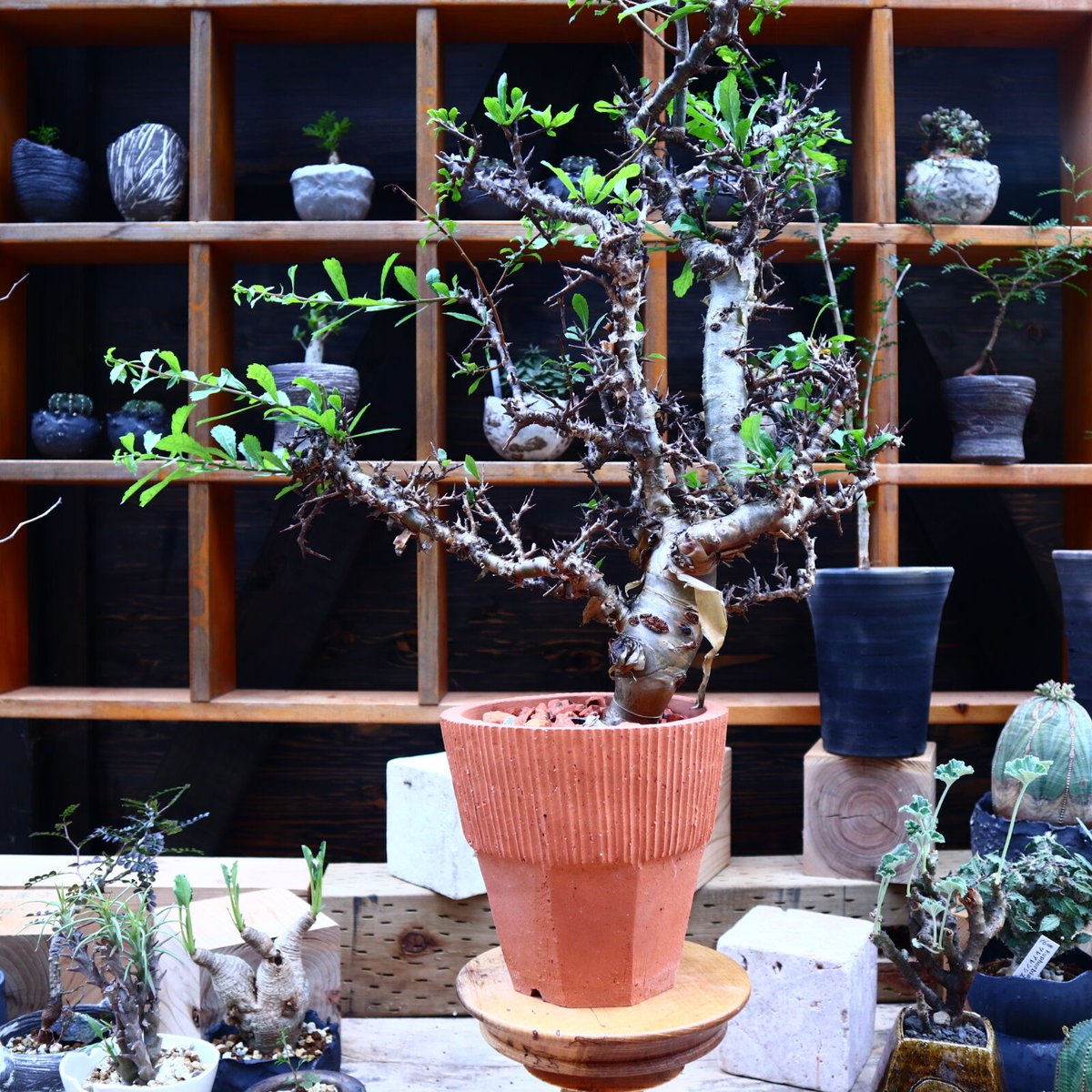 コミフォラ クア ／Commiphora kua no.72548 | 芽の巣山