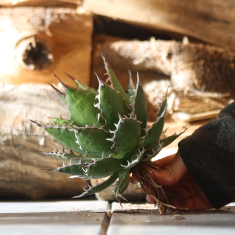 U.S. horrida (Agave horrida) / Style of Chika　no.1203-11