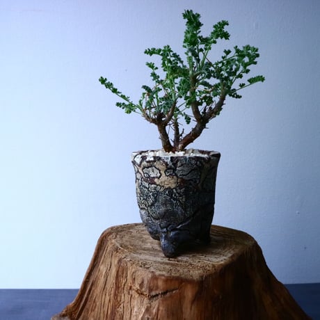 ペラルゴニム   アルテルナンス  Pelargonium alternans  No.035