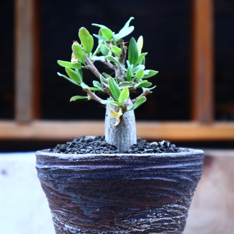 フォークイエリア  コルムナリス  (観峰玉)／Fouquieria columnari   no.72520