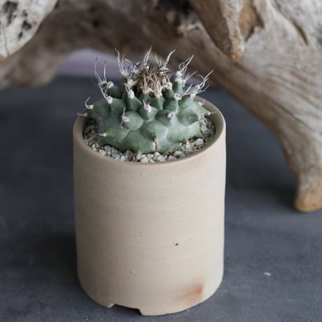 Turbinicarpus alonsoi × 備前鉢2.5号 / snp plants  no.607-10