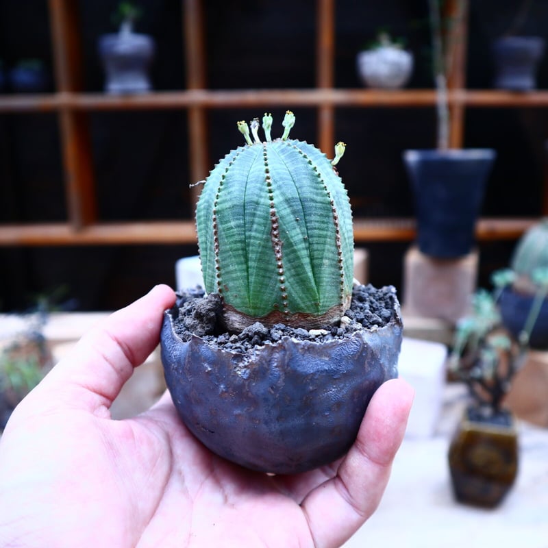 ユーフォルビア・オベサ 陶器鉢付き No.4 ユーフォルビア：オベサ 陶器