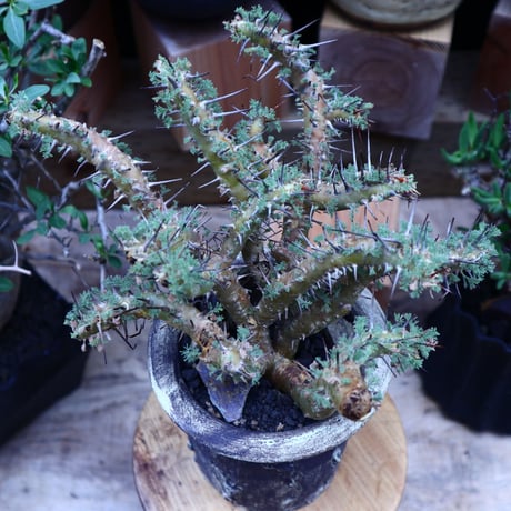 サルコカウロン  ヘレー／Sarcocaulon herrei     no.60633