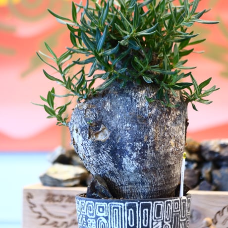 Pachypodium bispinosum × たけろうポット    no.107132