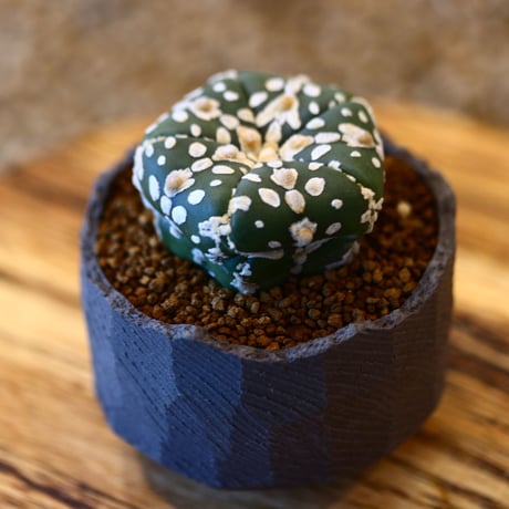 N/OH × Astrophytum asterias 'Super Kabuto'   no.61801