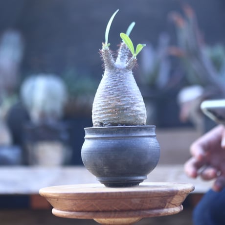 パキポディウム  グラキリス   Pachypodium  gracilius       no.22825