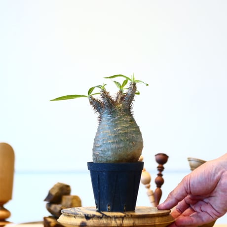 パキポディウム  グラキリス / Pachypodium  gracilius   no.52801
