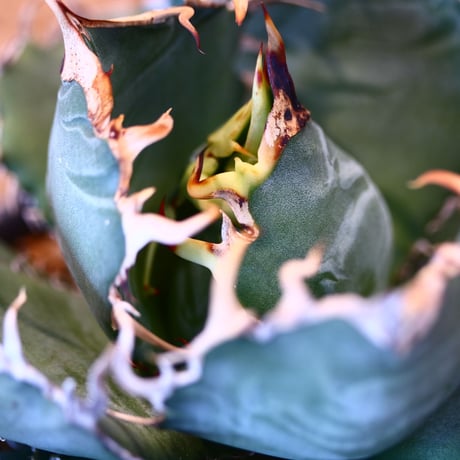 【9/9入荷未発根未活着ベアルート植込み】 Agave titanota White Whale    no.91771