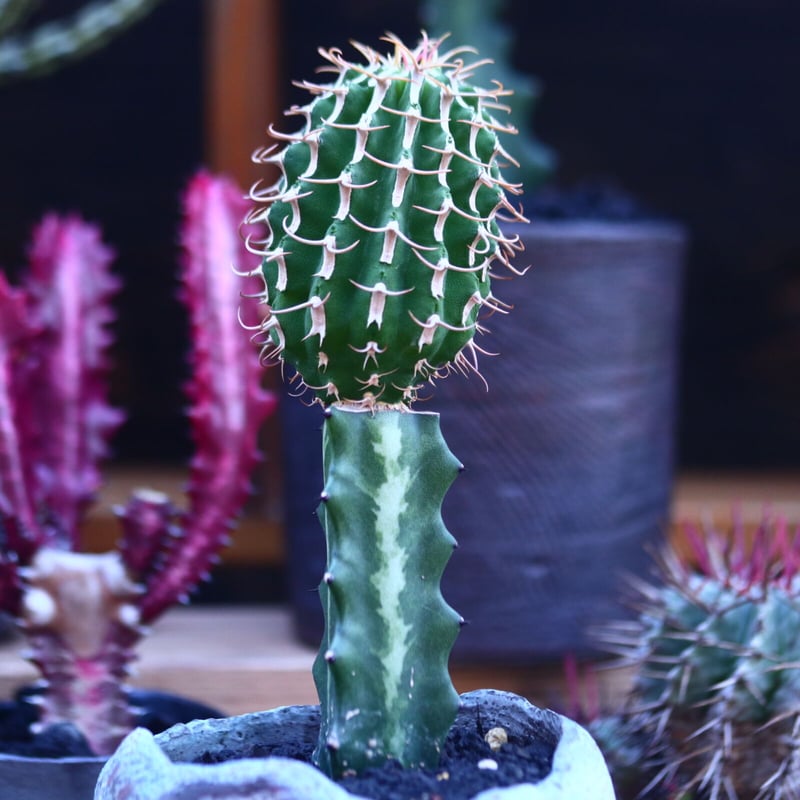 ユーフォルビア コルムナリス 接木 Euphorbia columnaris no.3