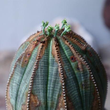 ユーフォルビア  オベサ ♀　Euphorbia obesa　no.90117