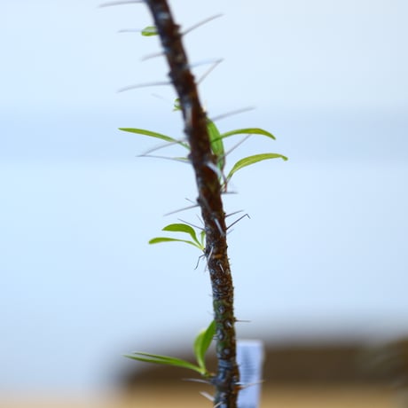 Fouquieria hyb. purpusii × fasciculata × soso    no.111240