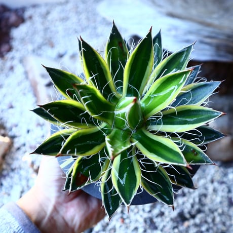 　Agave filifera ssp. schidigera No.11231