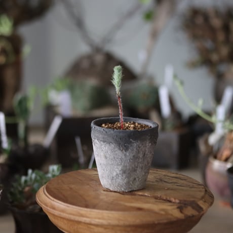 Eriospermum dregei × 陶器鉢   no.1201-38